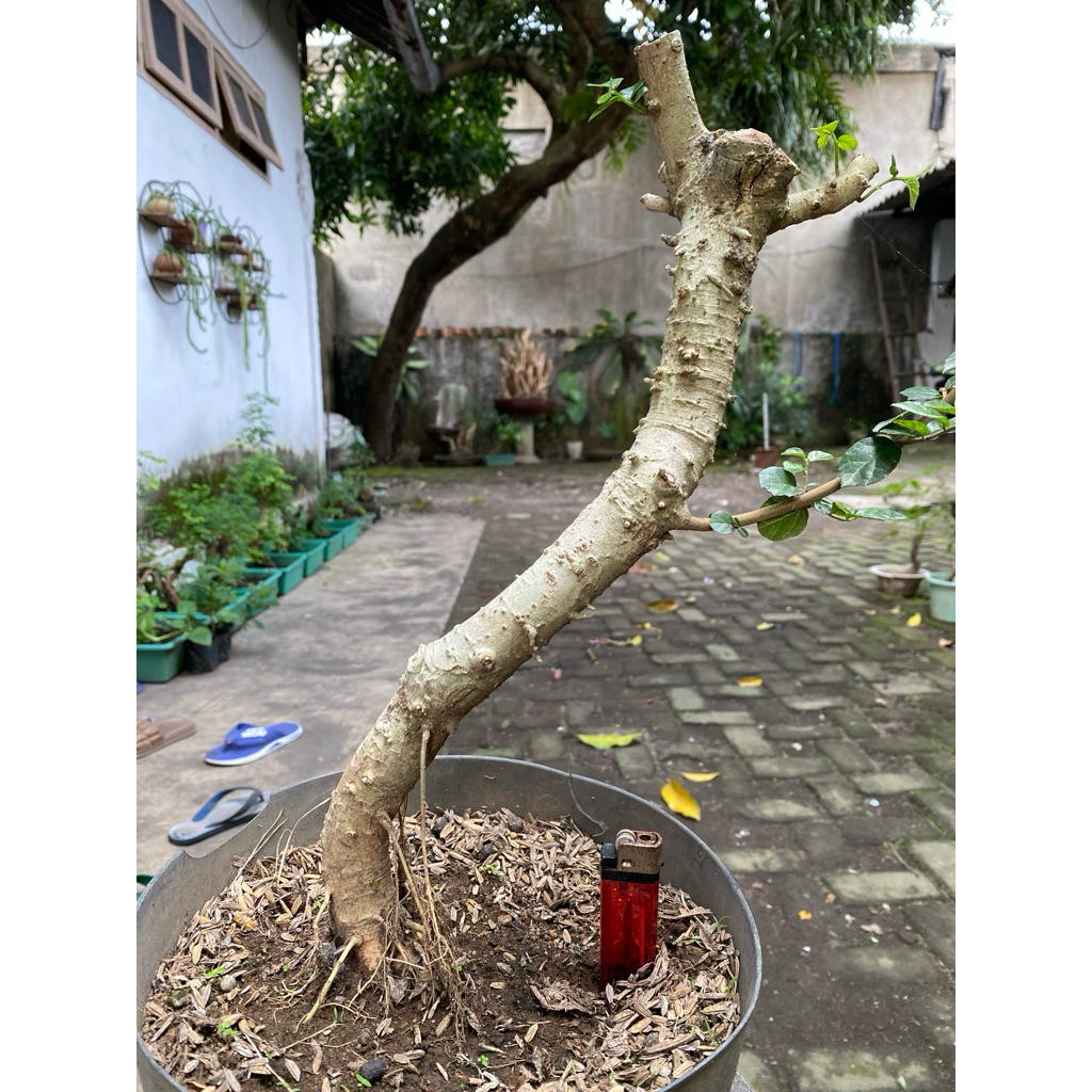 Bahan bonsai Serut sudah hidup