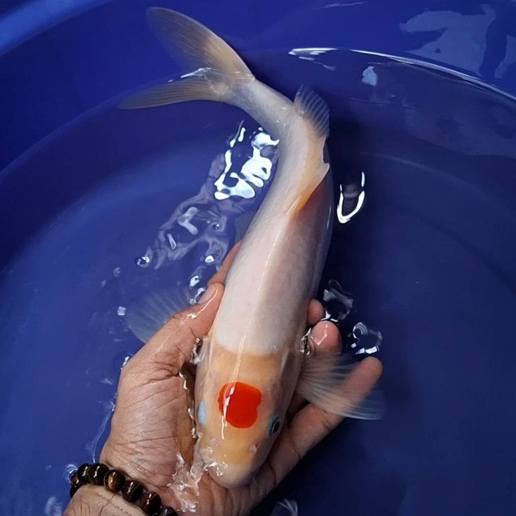 Ikan Koi Blitar Jenis Tancho / Rumah Koi Jakarta / Kode 003