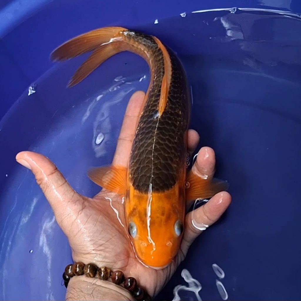 Ikan Koi Blitar Jenis Aka Matsuba / Rumah Koi Jakarta / kode 002