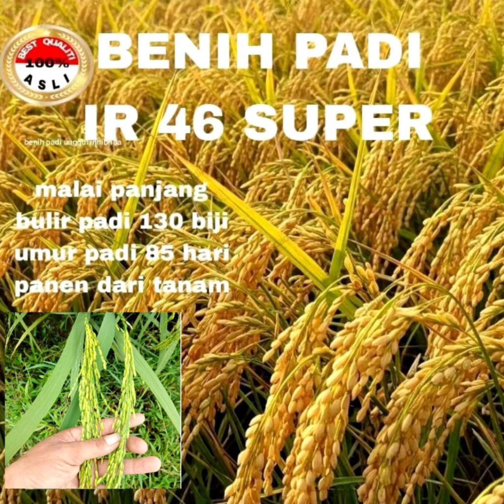 Benih padi IR 46 super premium kemasan 5kg