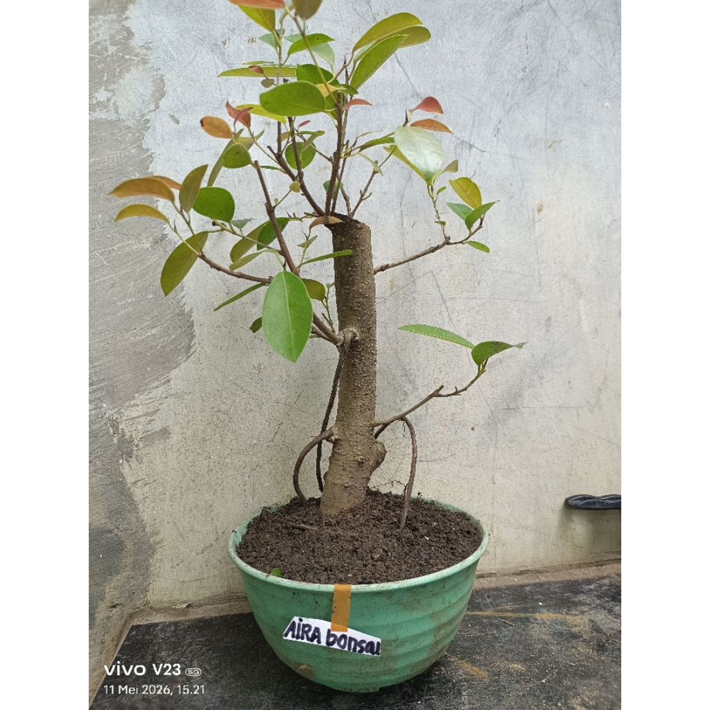 bahan bonsai iprik silver original pucuk merah