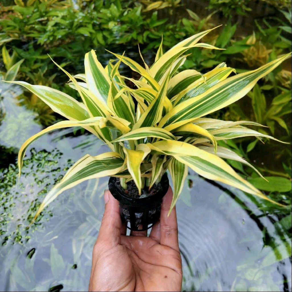 bambu Rezki kuning/bambu hoki  media pot hitam