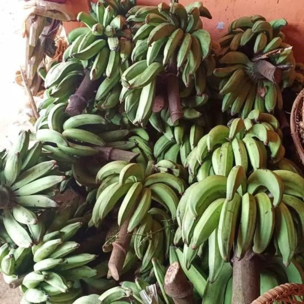pisang nangka 1 tandan