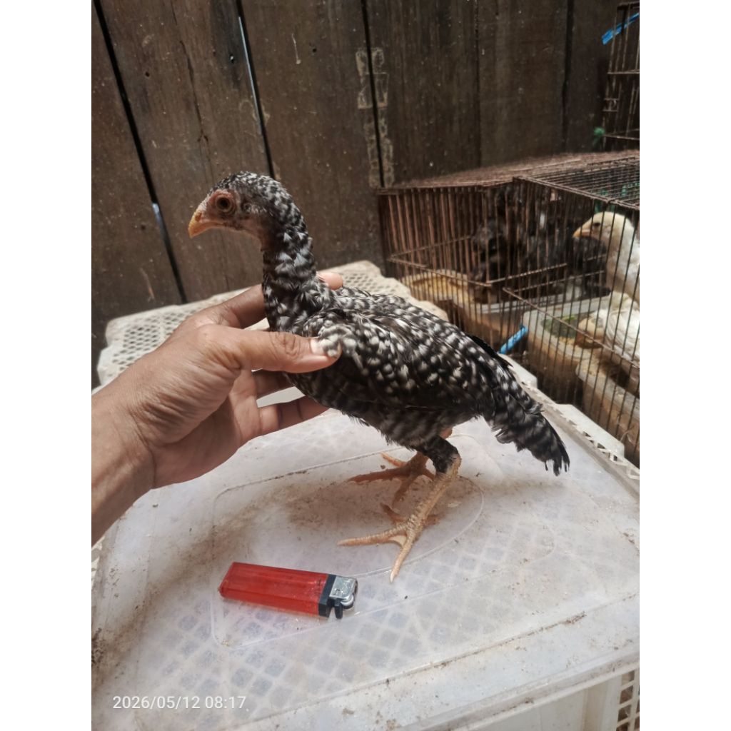 ayam petelur kuntara , doc remaja dewasa