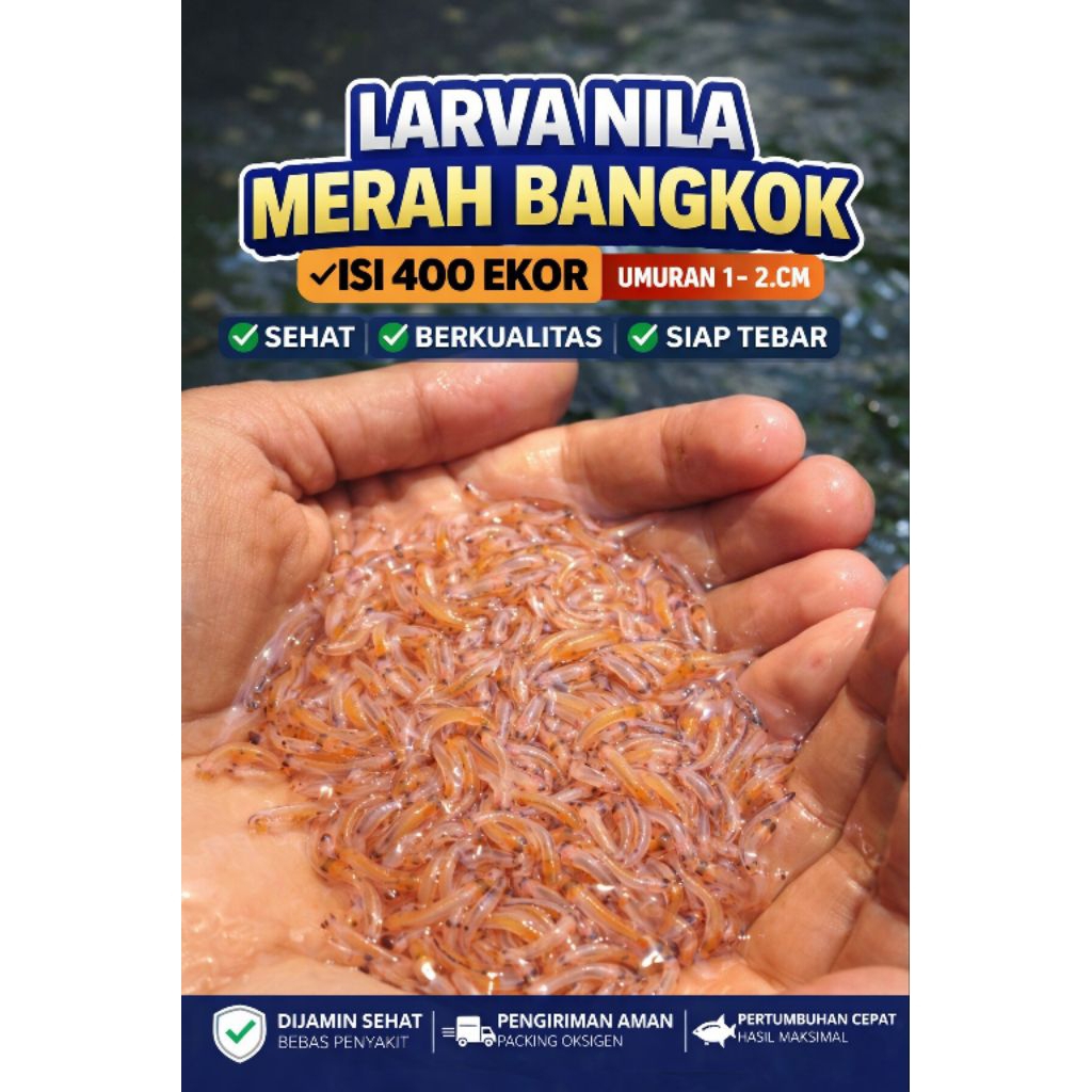 Bibit Larva Ikan Nila Merah Bangkok Isi 400 Ekor PerPaket