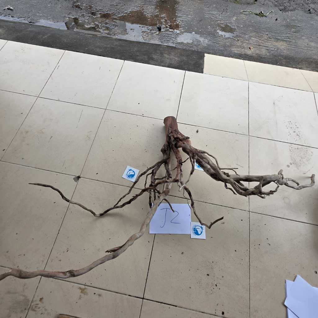 KAYU SANTIGI J2 105CM AQUASCAPE AQUARIUM HIAS DEKORASI BATANG KAYU