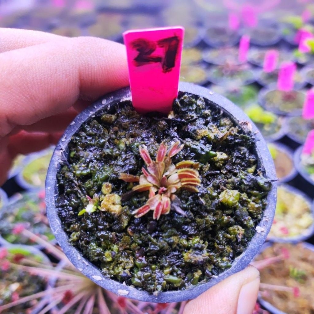 Dionaea Muscipula Red Dentate/Venus flytrap
