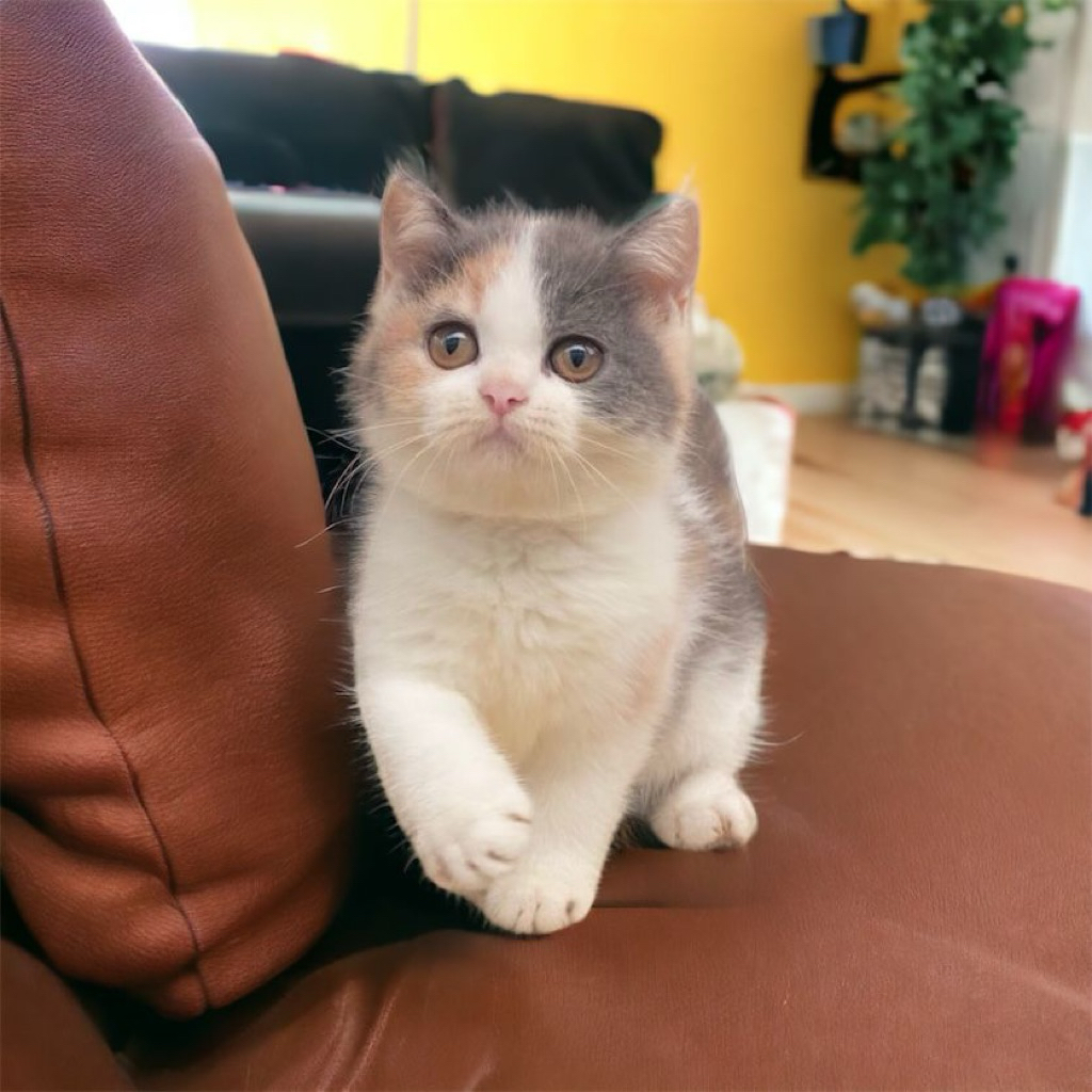 Kucing Kitten BSH British Shorthair Calico