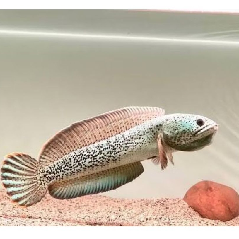 Channa Barca Ori Gondrong Isi 4 Ekor (3-5 cm) bonus pellet