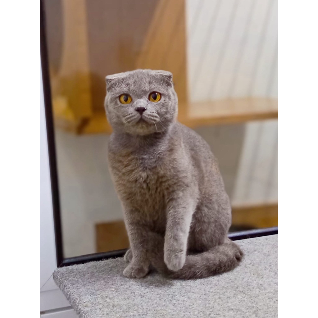 Kucing Scottish Fold Blue Solid