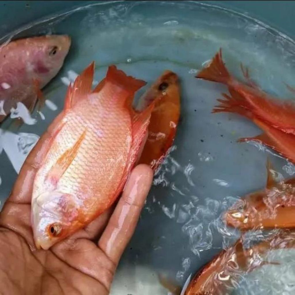 NILA MERAH