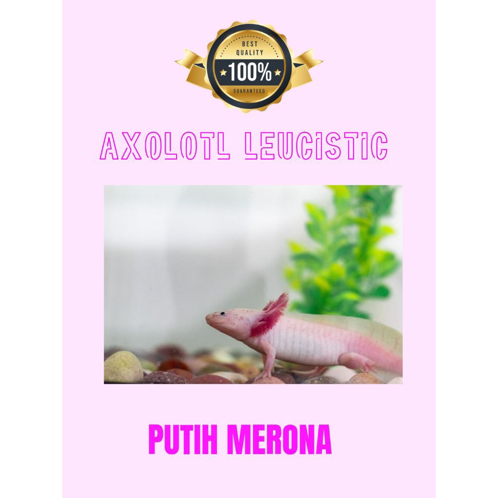 Axolotl Leucistic dekorasi ikan hias