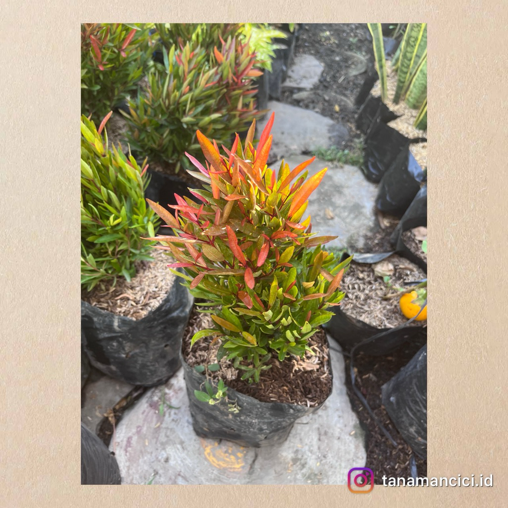tanaman hias outdor pucuk merah Micro jenis mini rimbun real picto