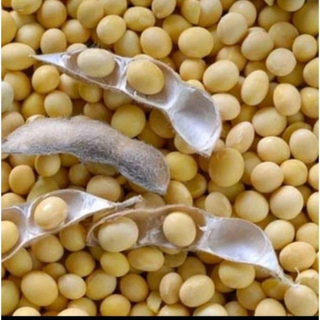 200 Gram Benih Kedelai Edamame Berkualitas unggul