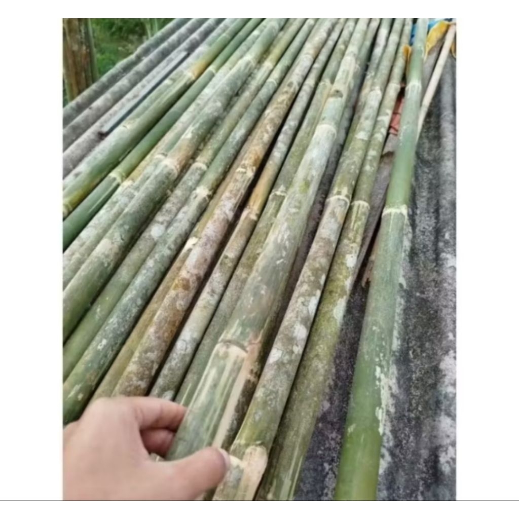 tongkat galah bambu panjang 2 meter