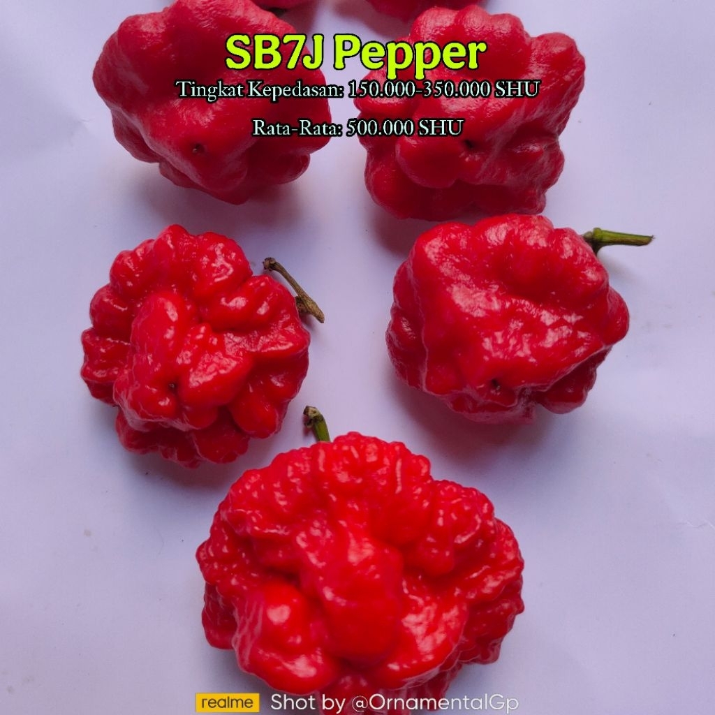 Benih Bibit Cabe SB7J || Cabe Super Pedas