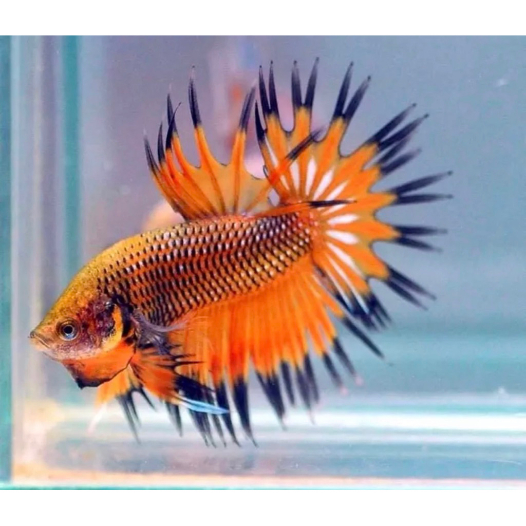 Cupang Serit Crowntail dewasa size M, ekor lancip terbaik
