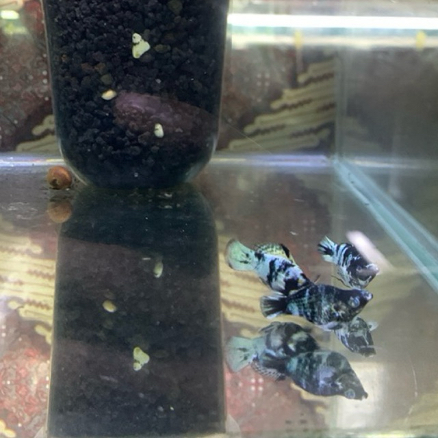 Tanaman hias aquarium Molly Zebra eyes crystal