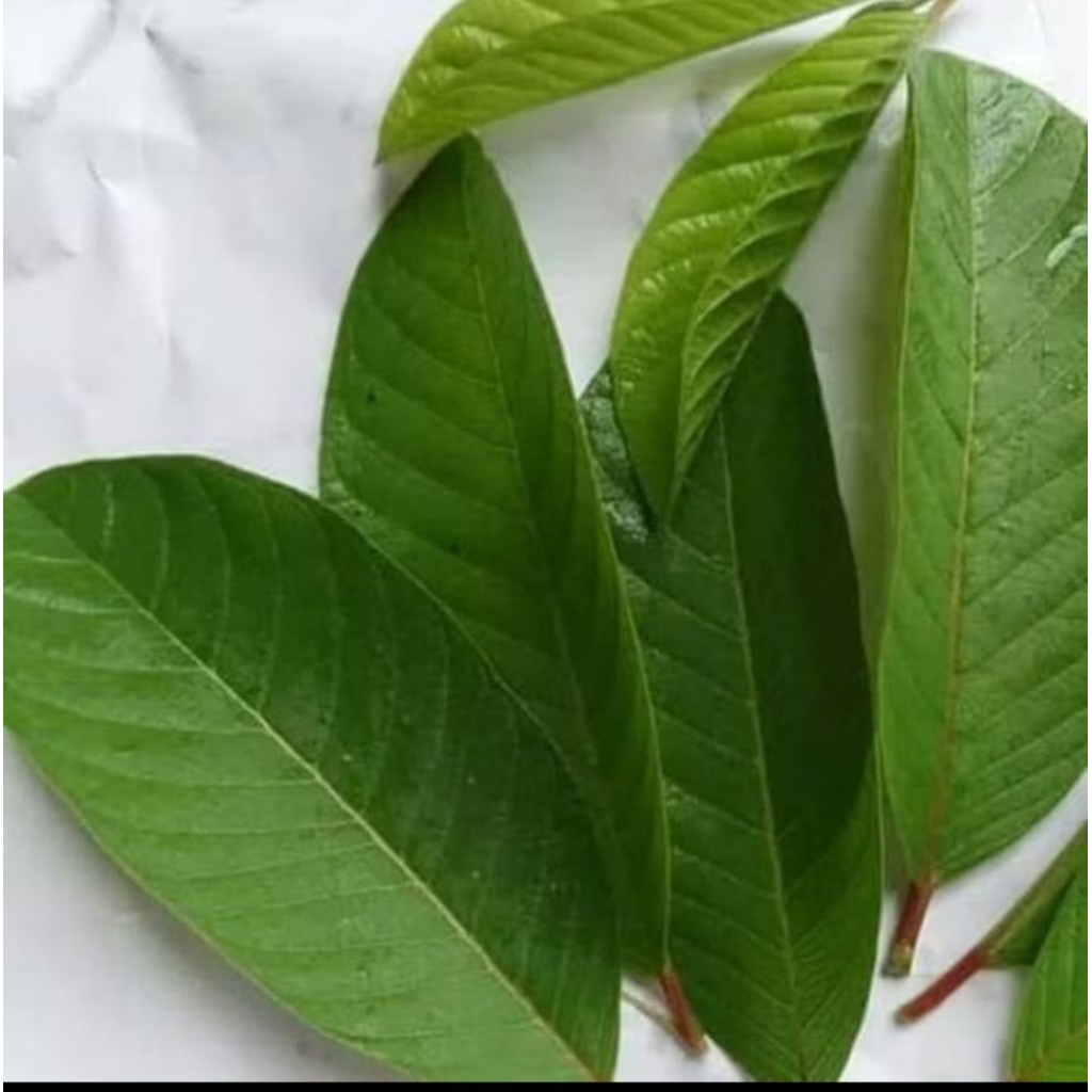 DAUN JAMBU BIJI | DAUN JAMBU BIJI UNTUK HERBAL | DAUN JAMBU BIJI TUA | FRESH