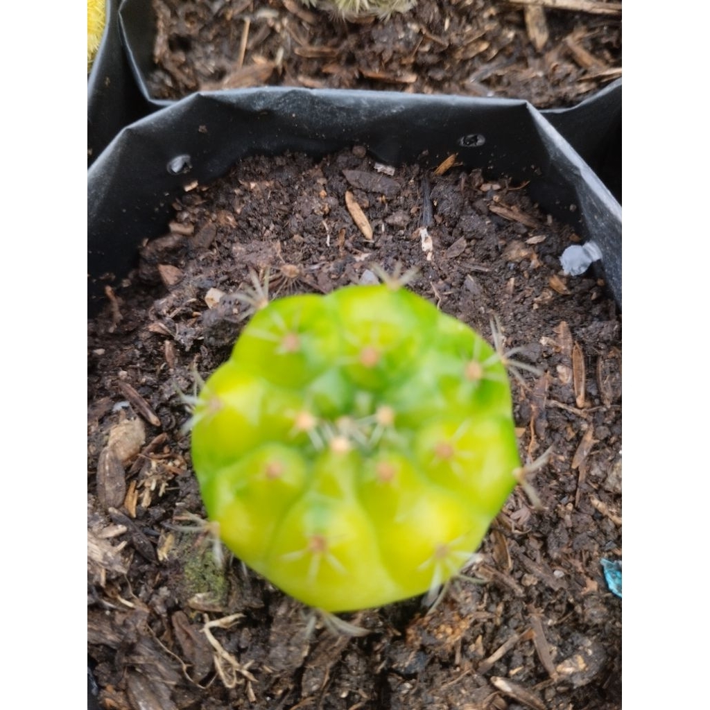 Kaktus Gymno Damsii Hijau Variegata ukuran kecil / mini