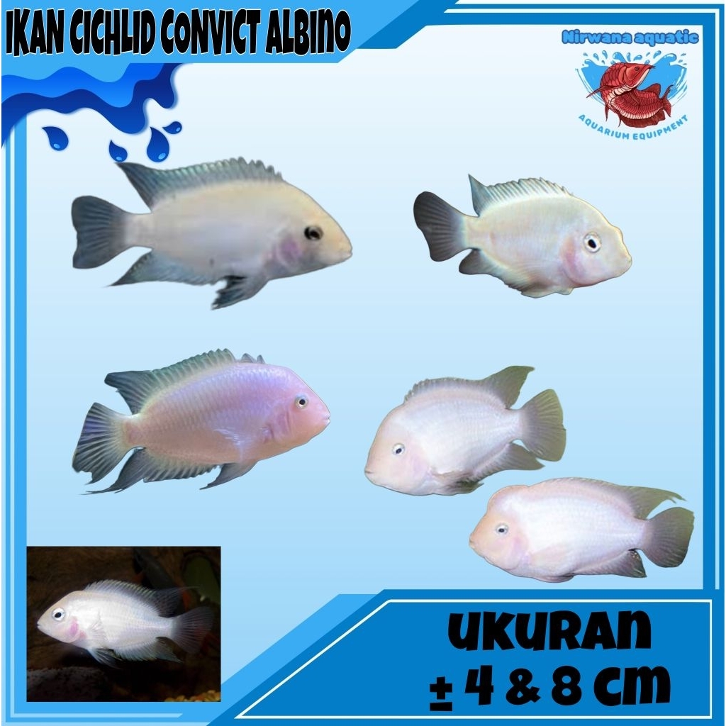 (INSTAN) IKAN CICHLID CONVICT ALBINO - UKURAN ±5 & 9 CM