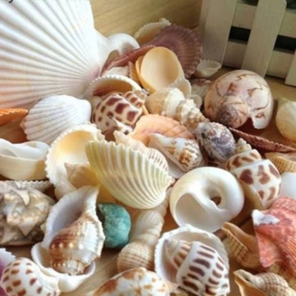 Kerang kerajinan siput laut kerajinan