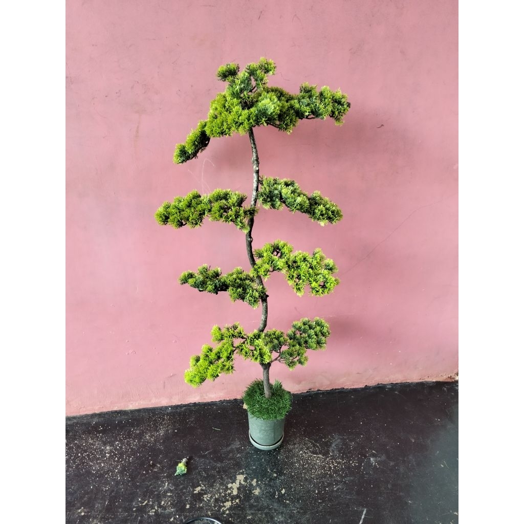 Bonsai 1meter bonsai  Cemara udang artificial bonsai Cemara udang pelastik tanaman pelastik bonsai p