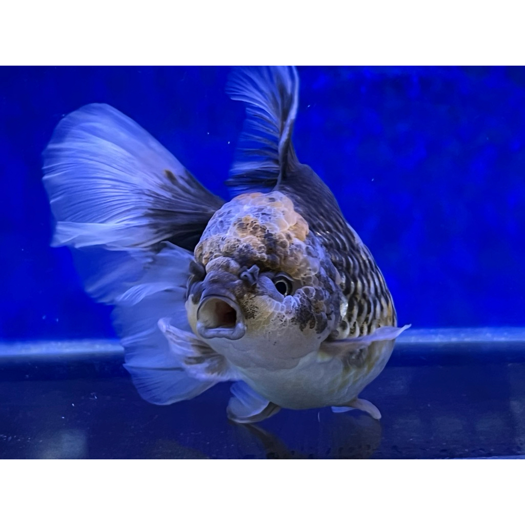 Ikan Mas Koki Oranda Long Tail Kirin Calico OLT size Jumbo