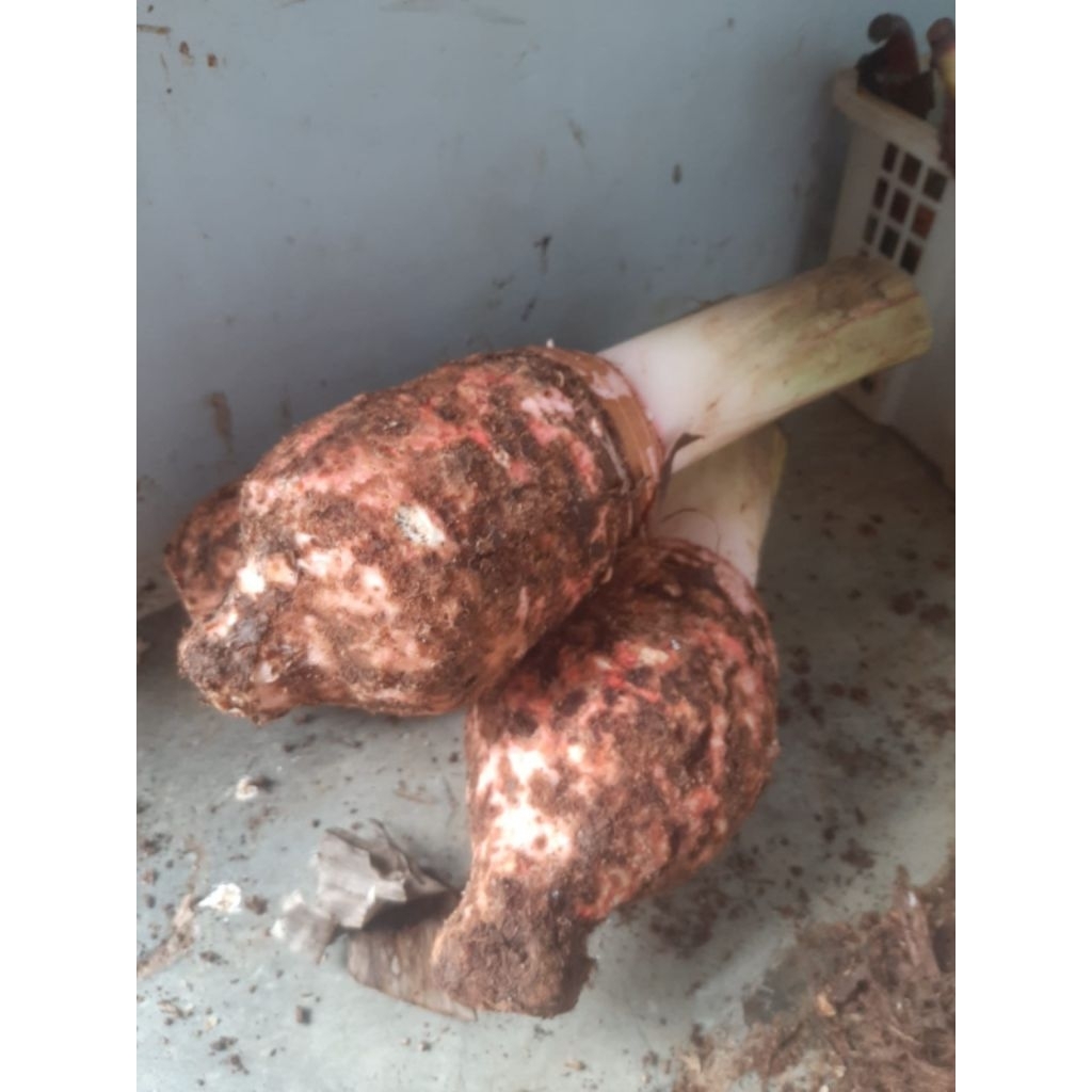 Talas Pratama 2 ( 1 kg)