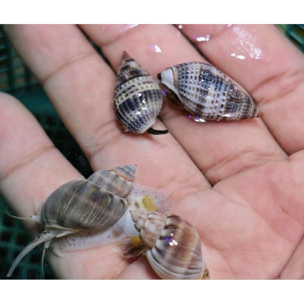 Ikan Hias Air Laut Jenis Keong Nasarius