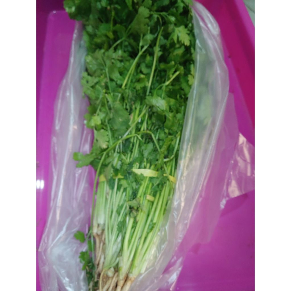 Sayur Daun Ketumbar Cilantro / Coriander segar ikat