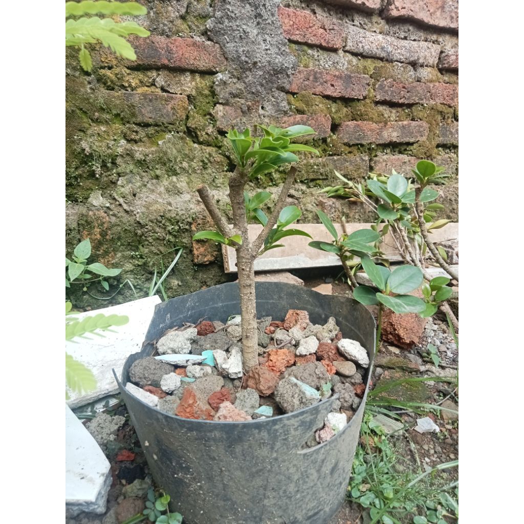 Bahan bonsai beringin compacta turun cangkok angin prokar