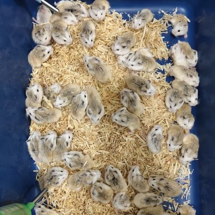 Hamster Roborovski