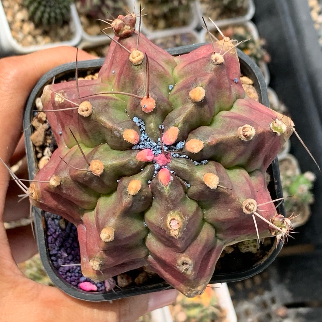 Md5a Gymnocalycium Mihanovichii Medusa Hybrid gymno miha mihanovichi jumbo kaktus tanaman hias hidup