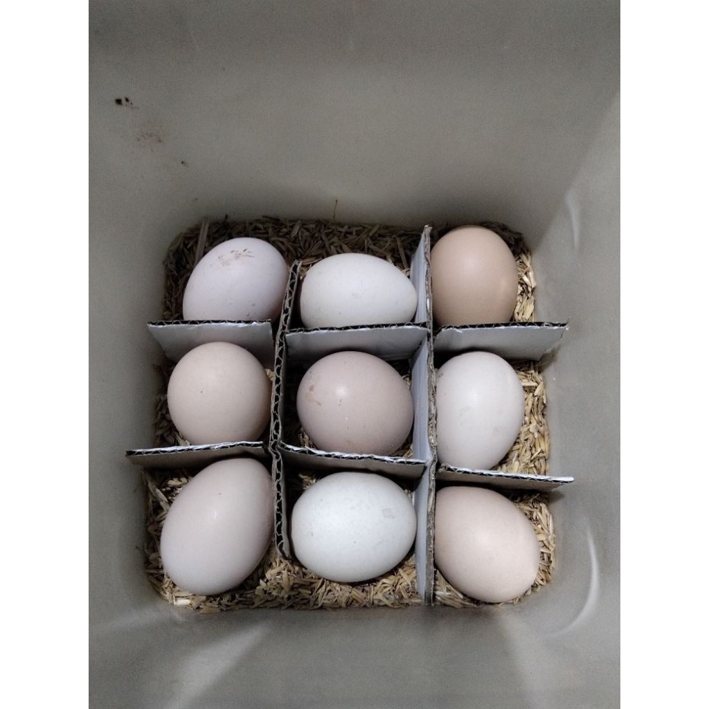 Telur Ayam fertil ayam kampung modern