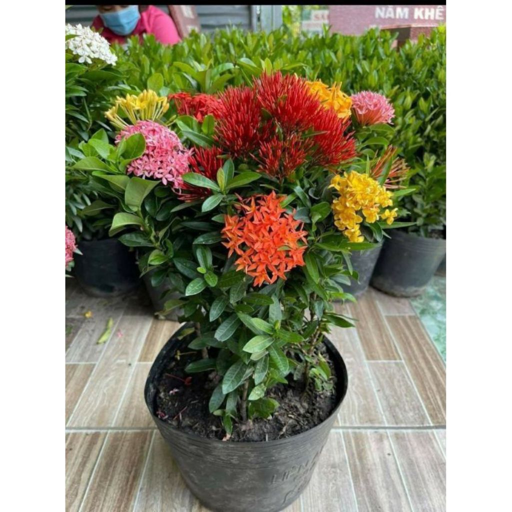 Bunga Asoka Super Micro Merah, Pink, Kuning, Putih - Putih