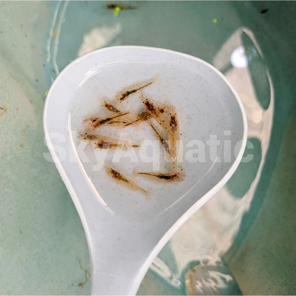 hiasan aquarium udang hias amano sulawesi aquascape