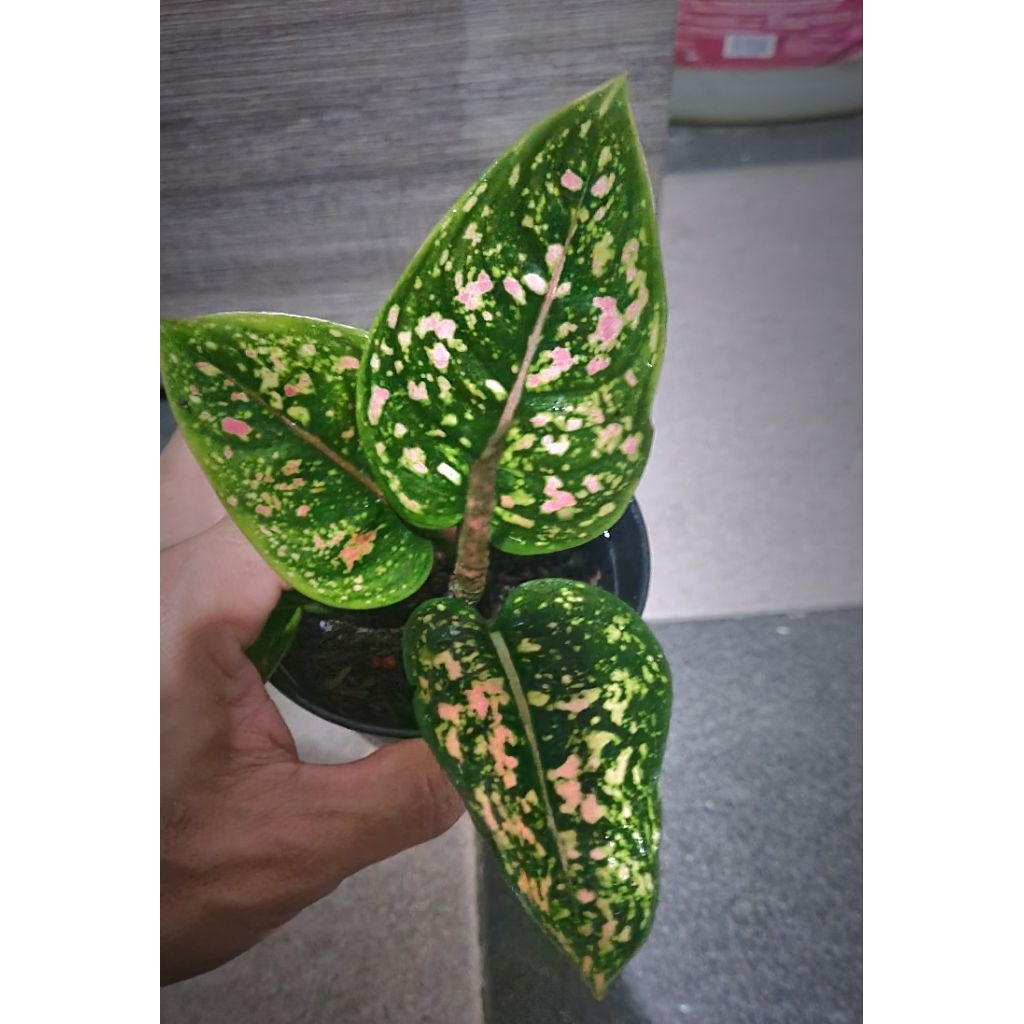 Aglaonema Ruby Compacta| Anakan besar  4 Up  Daun| Warranty ID| TANAMAN sehat