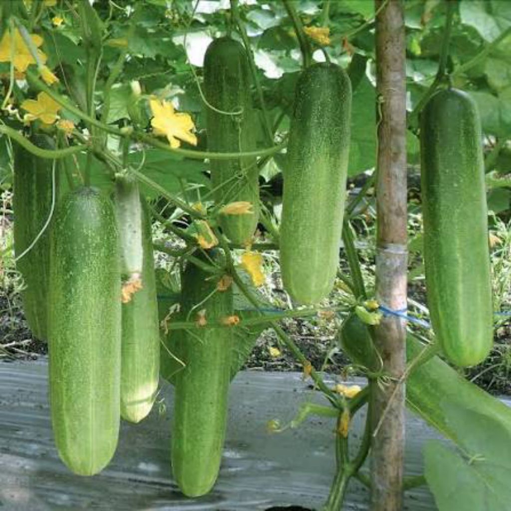mentimun baby segar 1kg