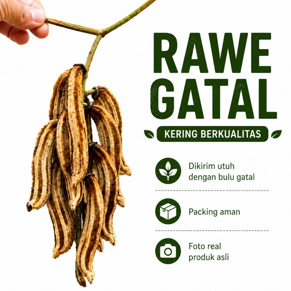 Rawe Gatal Asli Tanaman Hutan Langka Dikirim Utuh Dengan Bulu Gatal Lengkap