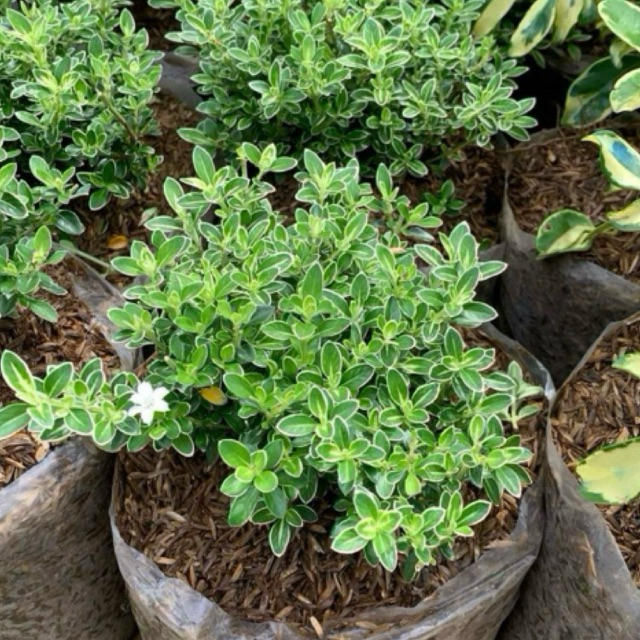 Tanaman Hias Bonsai Mirten Variegata - Daun Hijau Putih, Bunga Mikro Putih, Tinggi 20-30cm
