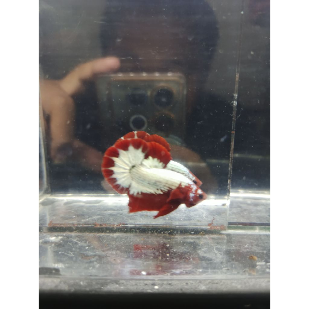 plakat ikan cupang fccp