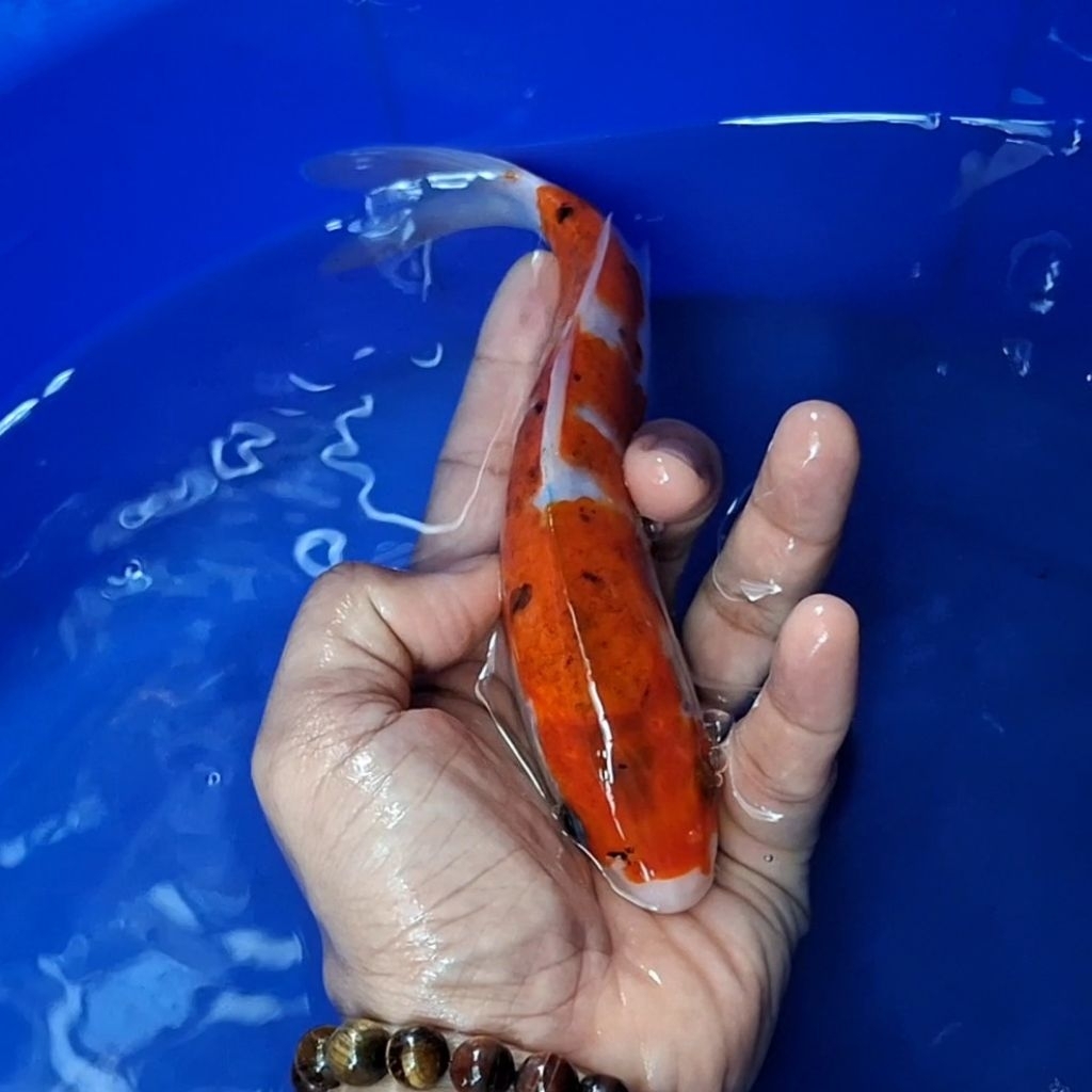 Ikan Koi Blitar Jenis Sanke / Rumah Koi Jakarta / kode 001