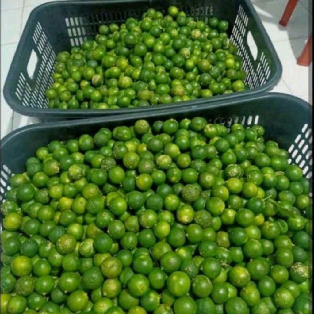 1KG JERUK SONKIT