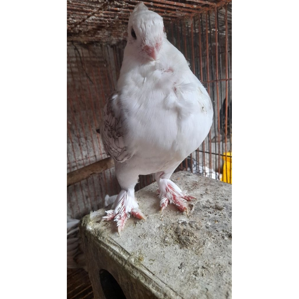 BURUNG MERPATI HIAS SANTINET  SATUAN "burung sesuai foto"