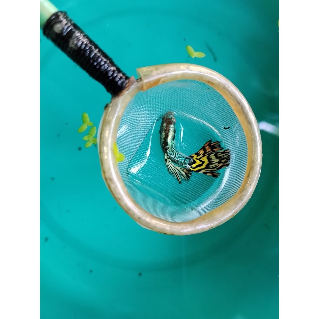 Hiasan rumah ikan guppy YTKC (yellow tiger king cobra)