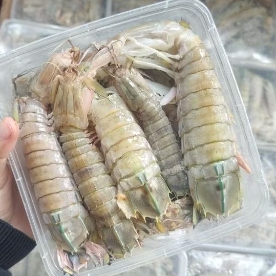 udang mantis udang ronggeng 1 box berat sekitar 1kg