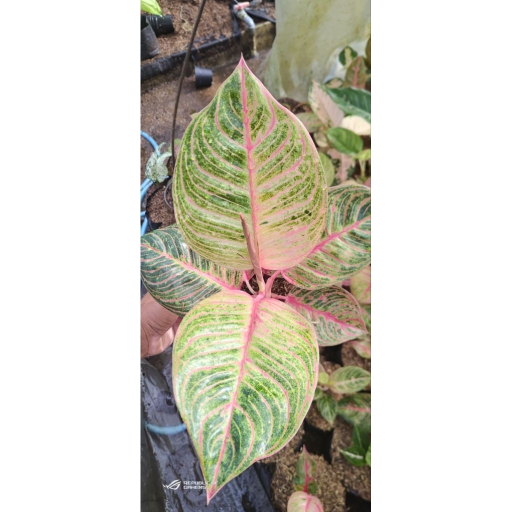Aglonema Hughes