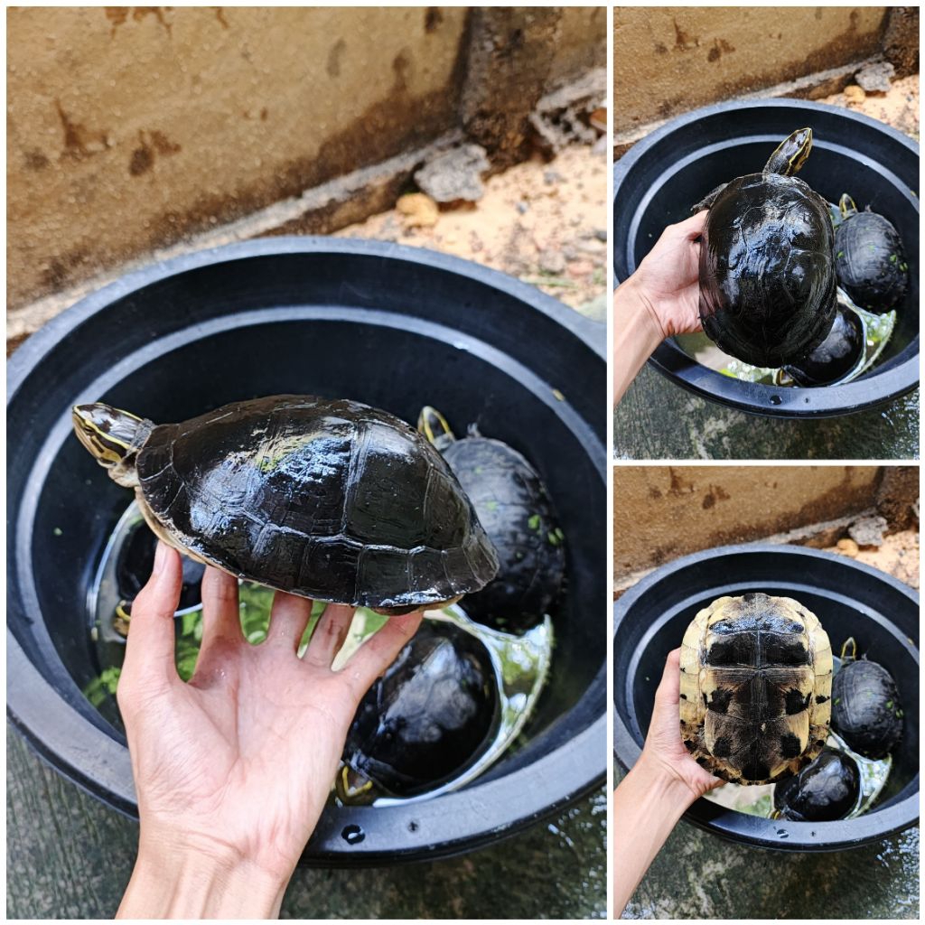 MAINAN FIGUR kura ambon jumbo