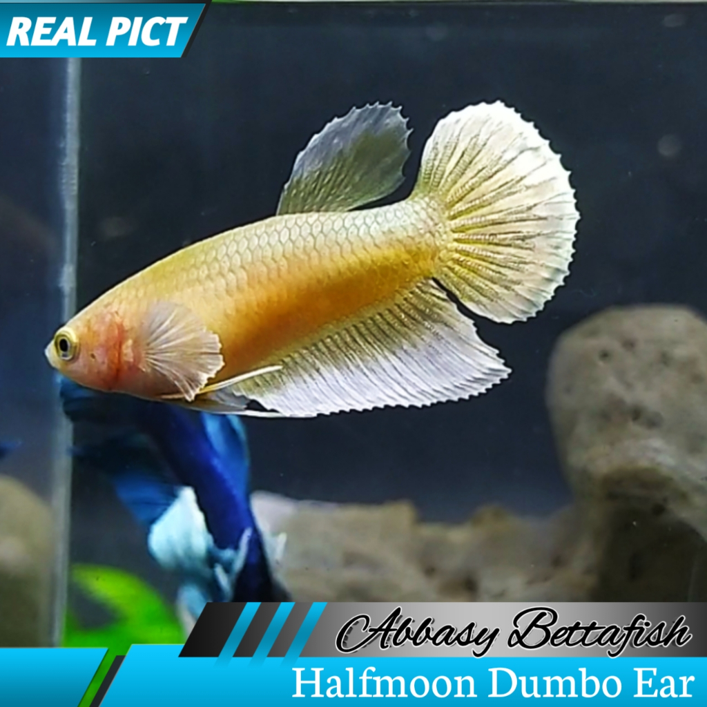 Halfmoon Dumbo Ear Soft Gold Female/Betina ( Real Pictures)